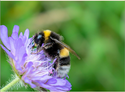 Bievennlig hage: Slik hjelper du naturens små superhelter